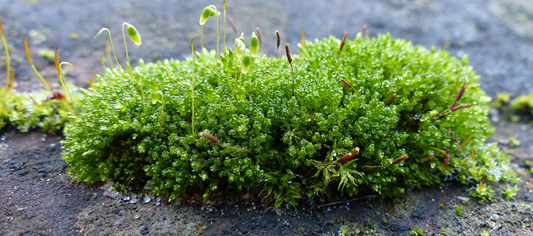 Moss And It S Connection To Air Quality Sparta Capital