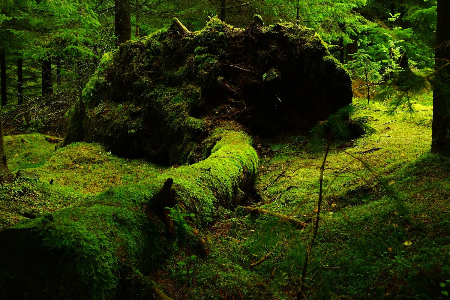 Moss And Its Connection To Climate Sparta Capital